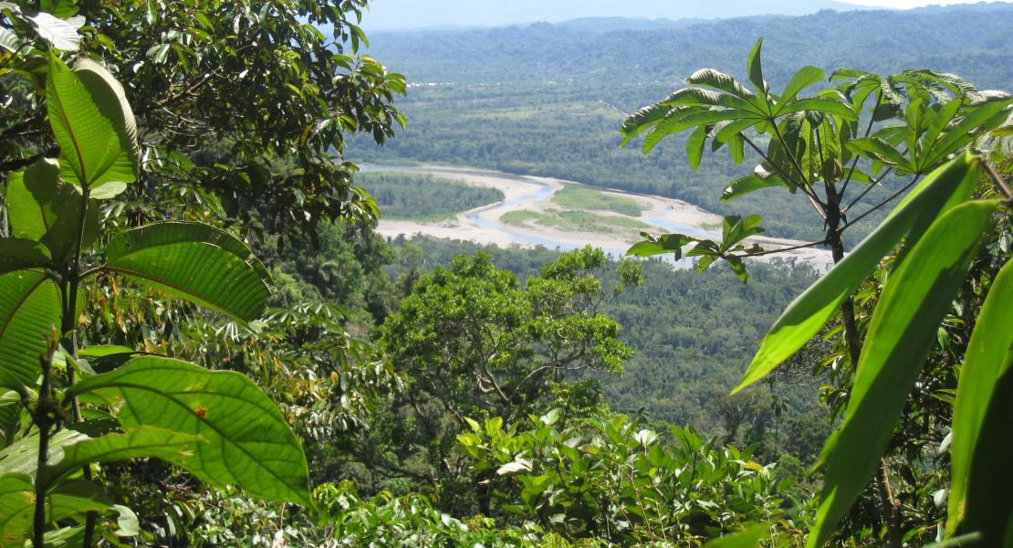 la-pluie-la-forêt-et-les-hommes